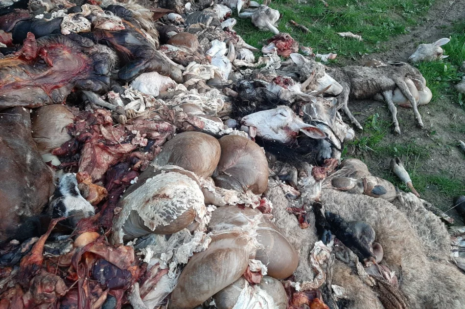 Na polnej drodze wyrzucono 2 tony zwierzęcych wnętrzności (uwaga, drastyczne zdjęcia) - zdjęcie 4
