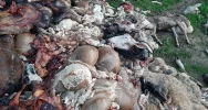Na polnej drodze wyrzucono 2 tony zwierzęcych wnętrzności (uwaga, drastyczne zdjęcia) - zdjęcie 4