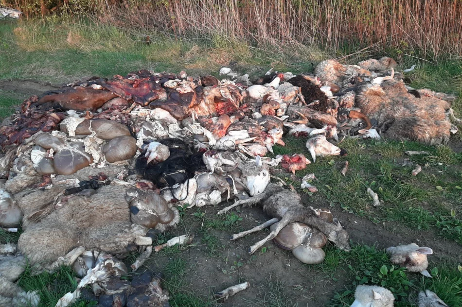 Na polnej drodze wyrzucono 2 tony zwierzęcych wnętrzności (uwaga, drastyczne zdjęcia) - zdjęcie 5
