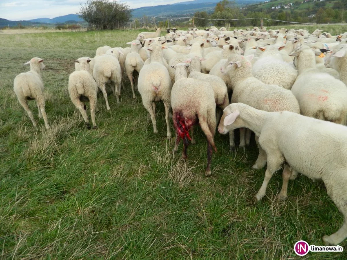 Wilki zagryzają owce, atakują nawet w biały dzień i nie boją się ludzi