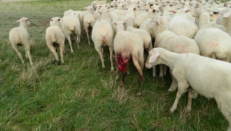 Wilki zagryzają owce, atakują nawet w biały dzień i nie boją się ludzi - zdjęcie 1