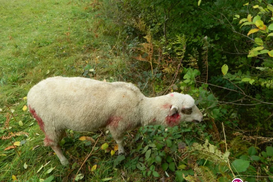 Wilki zagryzają owce, atakują nawet w biały dzień i nie boją się ludzi - zdjęcie 2