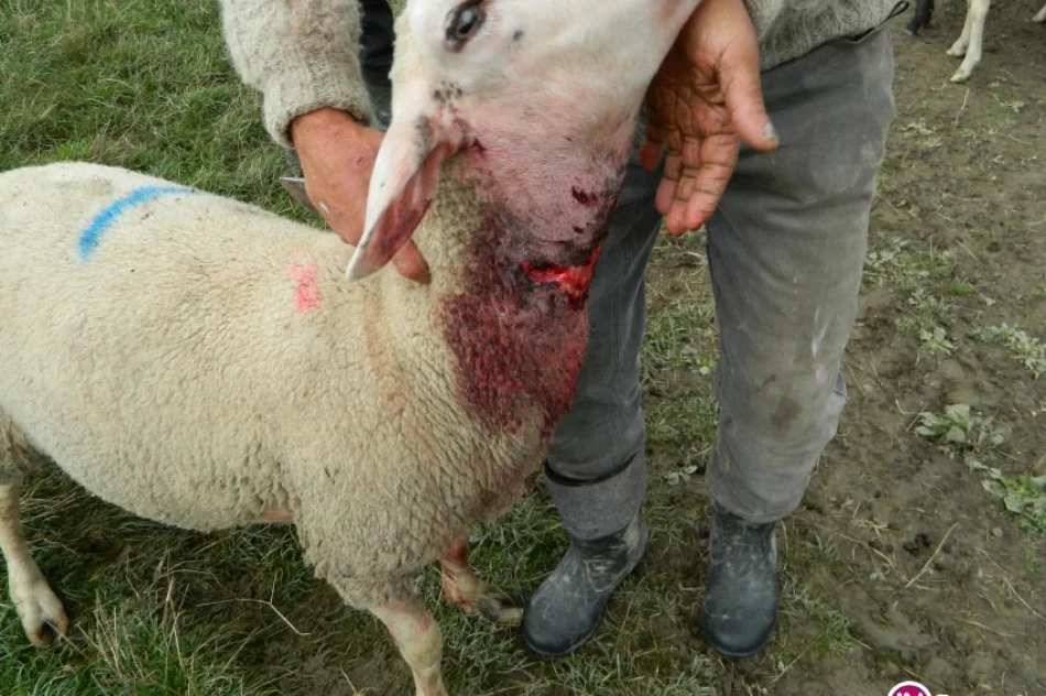 Wilki zagryzają owce, atakują nawet w biały dzień i nie boją się ludzi - zdjęcie 3