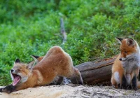 Zrzucą szczepionkę z samolotów -ochronne szczepienie lisów - zdjęcie główne