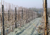 Wielkie straty po niedawnych przymrozkach - zdjęcie główne
