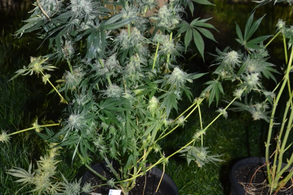 Pijany kierowca miał przy sobie marihuanę, a w domu uprawę konopi - zdjęcie 2