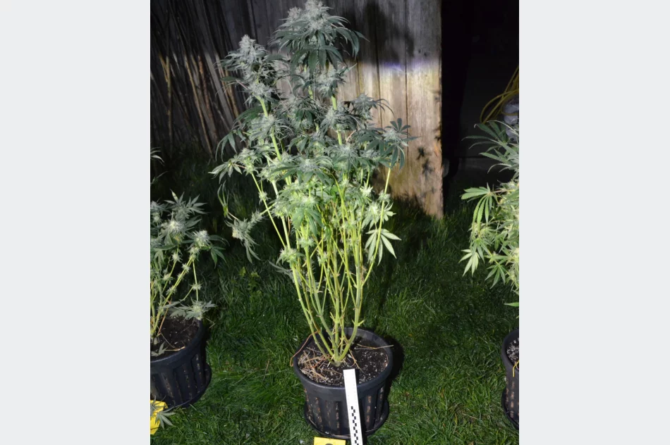 Pijany kierowca miał przy sobie marihuanę, a w domu uprawę konopi - zdjęcie 3