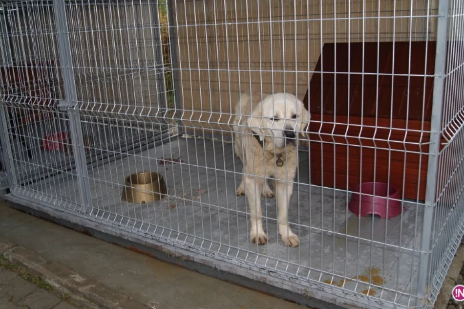 Dzięki Czytelnikom sacz.in i DTS przytulisko dla psów jest już w pełni wyposażone - zdjęcie 3