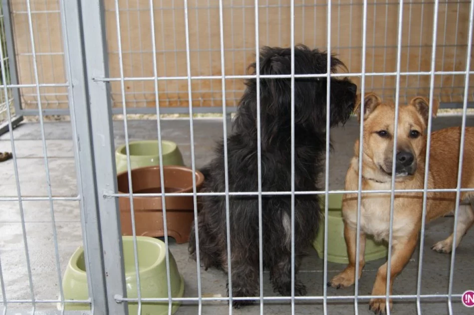 Dzięki Czytelnikom sacz.in i DTS przytulisko dla psów jest już w pełni wyposażone - zdjęcie 4