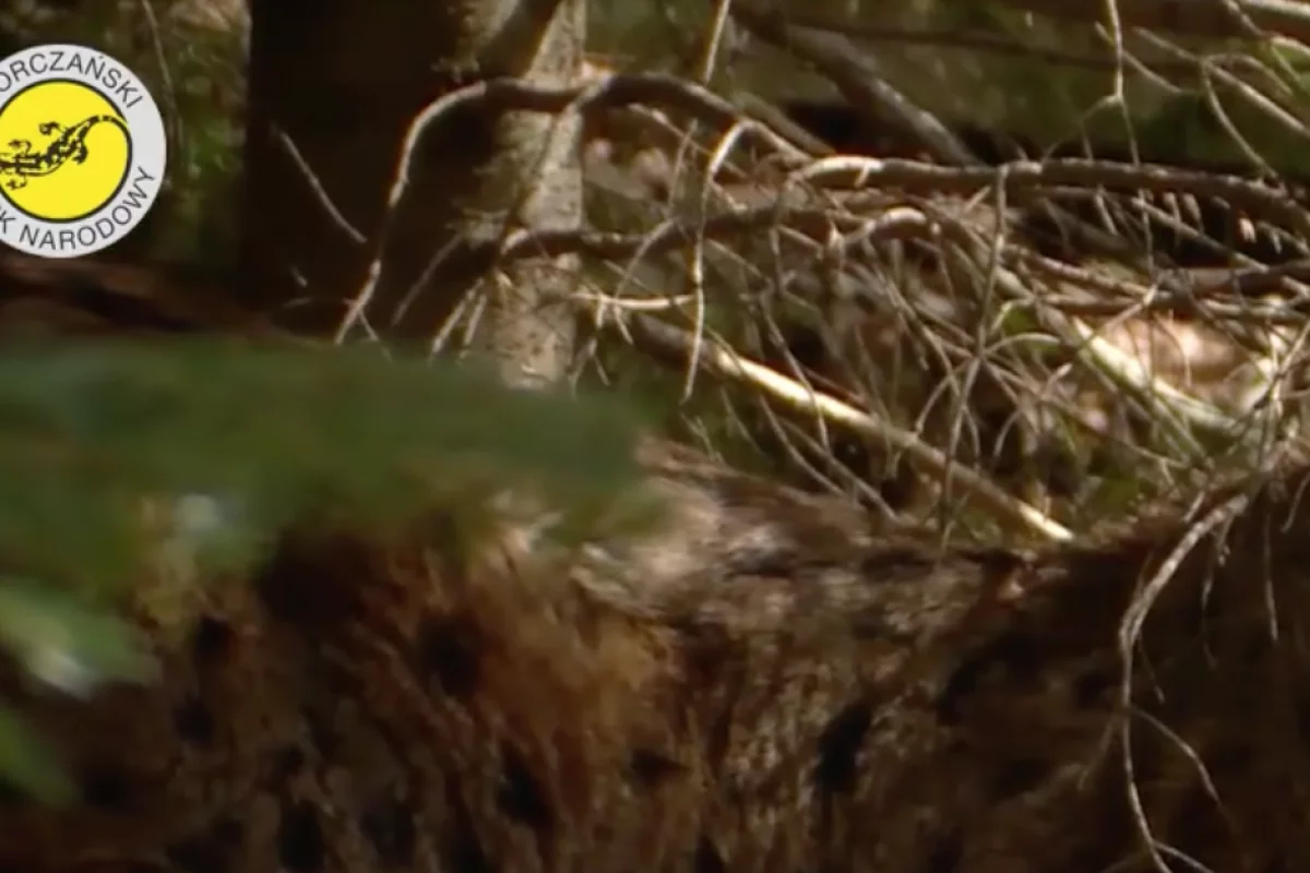 Poznaj gorczańską przyrodę - seria unikatowych filmów o drapieżnikach