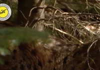 Poznaj gorczańską przyrodę - seria unikatowych filmów o drapieżnikach - zdjęcie główne