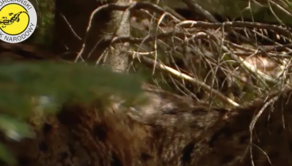 Poznaj gorczańską przyrodę - seria unikatowych filmów o drapieżnikach - zdjęcie 1