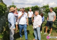 Degustacja win oraz zwiedzanie winnicy Krokoszówka – Górska - zdjęcie główne