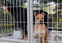 Akcja sacz.in: są kolejni darczyńcy i kolejne budy dla psów z przytuliska w Chełmcu - zdjęcie główne