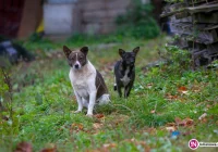 Kobieta nie może się opiekować psami. Zwierząt nikt nie kontroluje - zdjęcie główne
