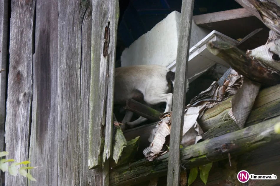 Kobieta nie może się opiekować psami. Zwierząt nikt nie kontroluje - zdjęcie 3