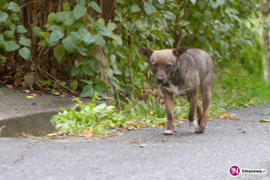 Kobieta nie może się opiekować psami. Zwierząt nikt nie kontroluje - zdjęcie 4