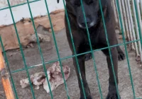 Akcja sacz.in: nasz Czytelnik przekazał dwie budy dla psów do przytuliska w Chełmcu - zdjęcie główne