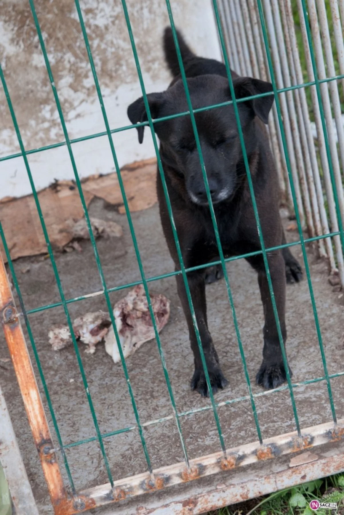 Akcja sacz.in: nasz Czytelnik przekazał dwie budy dla psów do przytuliska w Chełmcu