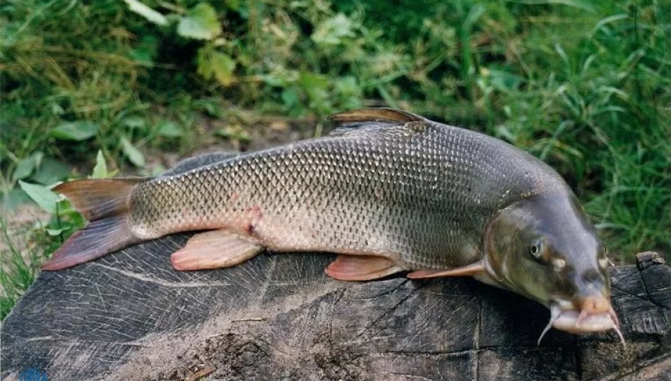 Natura 2000 płetwa z płetwą z brzanką nie chce do Sądeckiej Wenecji - zdjęcie 1