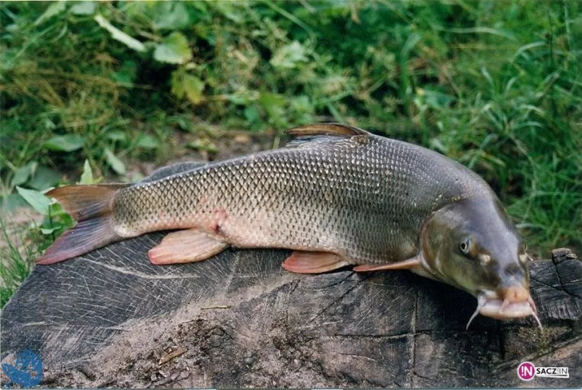 Natura 2000 płetwa z płetwą z brzanką nie chce do Sądeckiej Wenecji