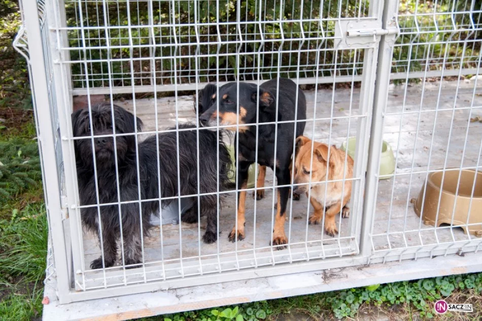 Psi żywot w Chełmcu? Fundator potrzebny od zaraz - zdjęcie 2