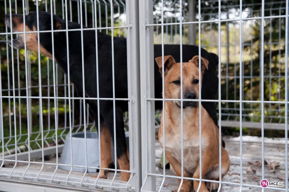 Psi żywot w Chełmcu? Fundator potrzebny od zaraz - zdjęcie 3