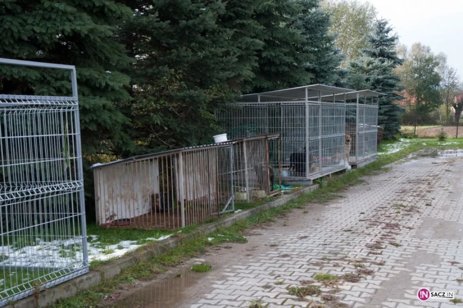 Psi żywot w Chełmcu? Fundator potrzebny od zaraz - zdjęcie 4