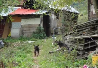 Problem sfory psów powróci? - zdjęcie główne