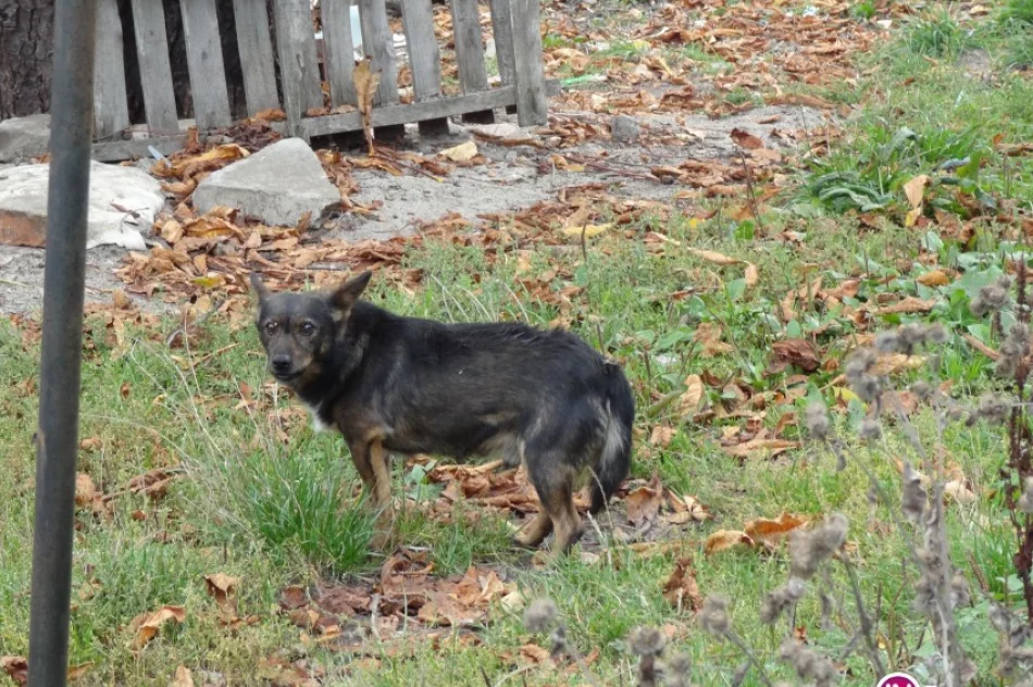 Problem sfory psów powróci? - zdjęcie 2