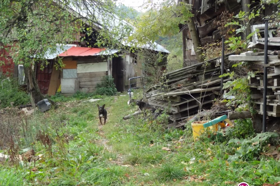 Problem sfory psów powróci? - zdjęcie 3