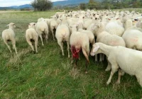 Nadleśnictwo zauważa spadek liczby ataków na zwierzęta gospodarskie - zdjęcie główne