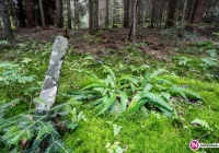 Szczęśliwe zakończenie poszukiwań. 65-latka odnaleziona w lesie - zdjęcie główne