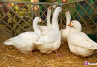 Nowe możliwości dla rolników - zdjęcie główne