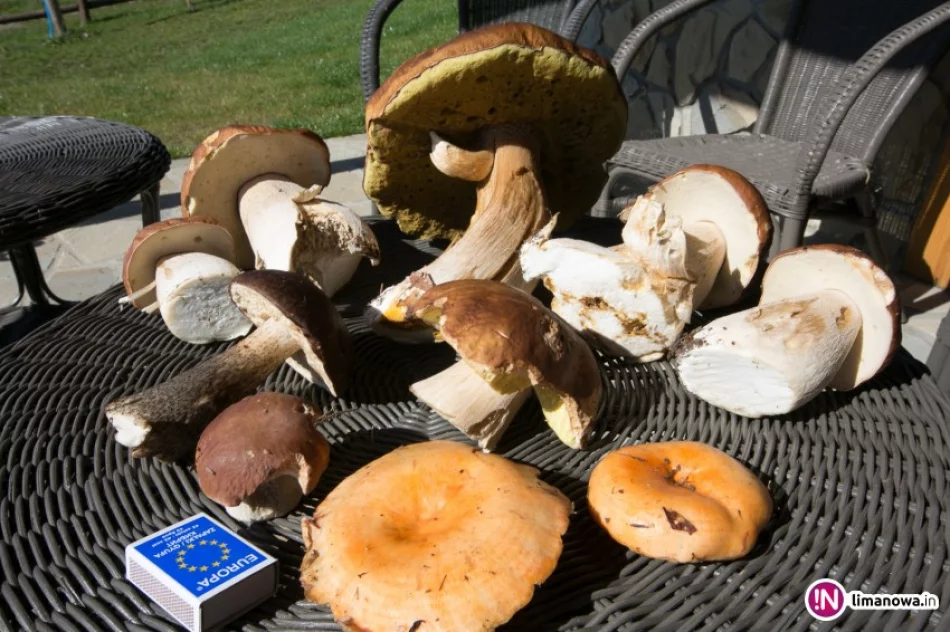 Grzyby są, czy nie ma? Są i to zobacz jakie! - zdjęcie 3