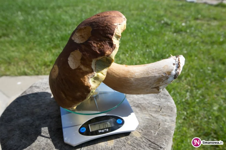 Grzyby są, czy nie ma? Są i to zobacz jakie! - zdjęcie 4