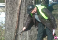 Kiedy można wyciąć drzewo? - zdjęcie główne