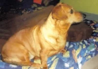 Czworonożna a bliska jak rodzina, Właściciel ciągle szuka Sary - zdjęcie główne