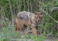 Obcy gatunek drapieżnika zaobserwowany po raz pierwszy na Limanowszczyźnie - zdjęcie główne