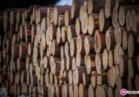 78-latka uderzona przez kłodę. LPR zabrał ją do szpitala - zdjęcie główne