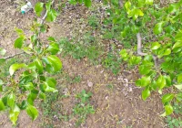 Sadownicy liczą straty - najpierw przymrozki, później gradobicia - zdjęcie główne