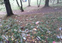 Fotointerwencja: dzikie wysypisko... butelek po alkoholu - zdjęcie główne