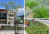 ROŚLINNOŚĆ NA LIMANOWSKIM RYNKU - zdjęcie główne