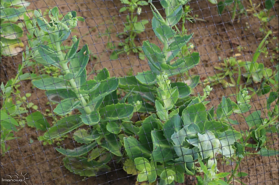 ROŚLINNOŚĆ NA LIMANOWSKIM RYNKU - zdjęcie 3