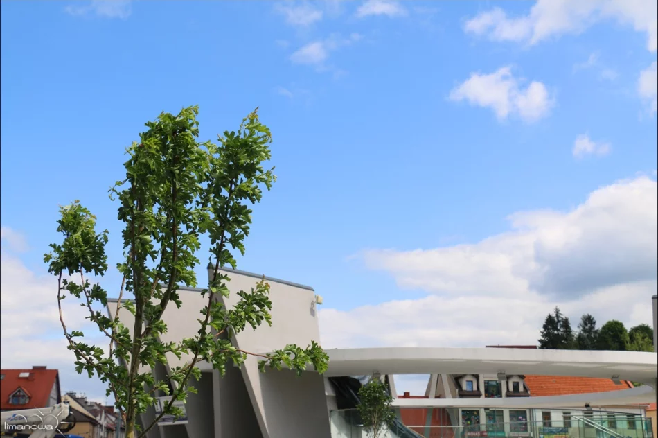 ROŚLINNOŚĆ NA LIMANOWSKIM RYNKU - zdjęcie 4