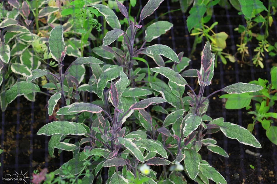 ROŚLINNOŚĆ NA LIMANOWSKIM RYNKU - zdjęcie 5