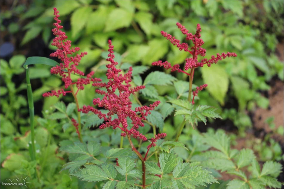 ROŚLINNOŚĆ NA LIMANOWSKIM RYNKU - zdjęcie 6