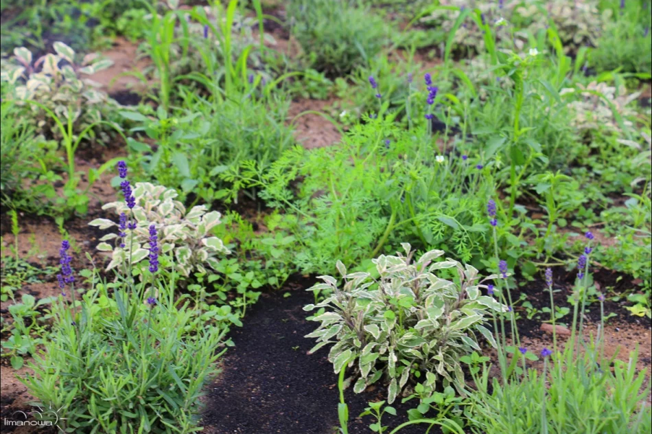 ROŚLINNOŚĆ NA LIMANOWSKIM RYNKU - zdjęcie 8
