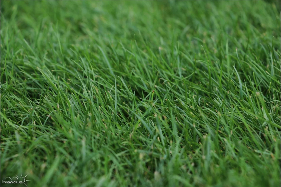 ROŚLINNOŚĆ NA LIMANOWSKIM RYNKU - zdjęcie 11