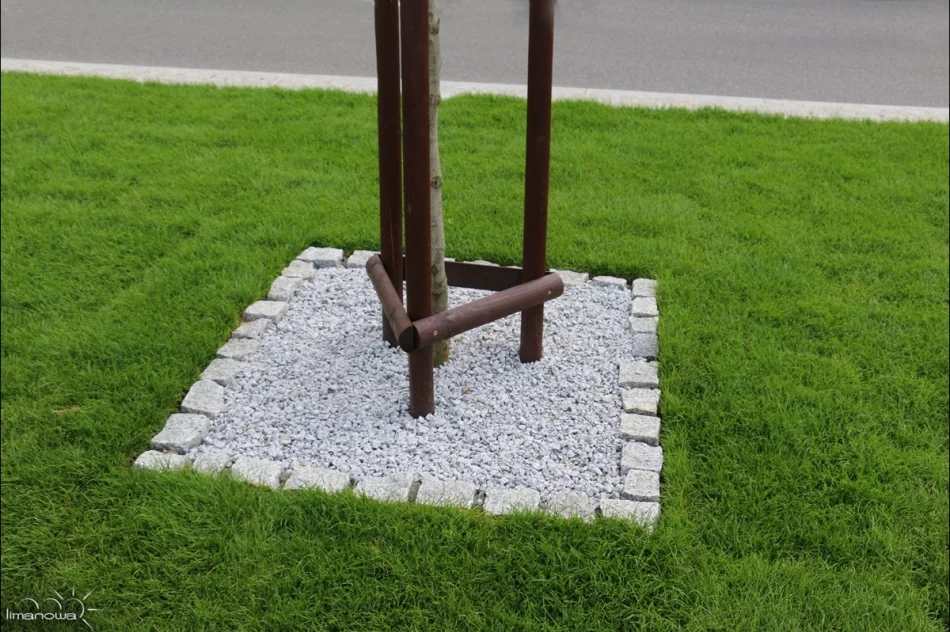 ROŚLINNOŚĆ NA LIMANOWSKIM RYNKU - zdjęcie 12